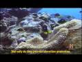 Coral Reef Conservation