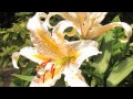 Introduction to Ineke Perfumes