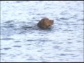 Grizzly the Chessy