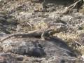 videos de izin yolu 2008 fransa - aksaray