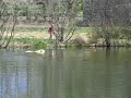 Watergoing Mammals