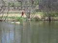 Watergoing Mammals