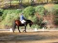 dressage clinic
