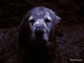 Everything - For ShadowOfTheMeddow