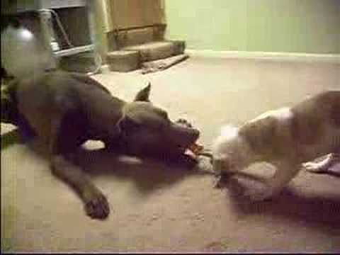 Doberman And Pitbull