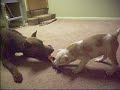 Fawn Doberman and Pit Bull Puppy Part 2 Fawn Doberman and Pit Bull Puppy Part 2