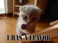 The Cure-LoveCats (Lolcatz)