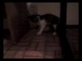 Gato brincando com bolinha de tênis!