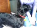 Basil Sings again