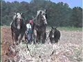 Real Horse Power!