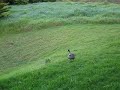 Wild Hawaiian Nene Flew Upon My Request!