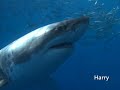 Alerta, Tiburones ( 5/6 )
