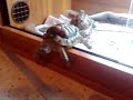 tortoise tryin escape!!!! funny! tortoise tryin escape!!!! funny!