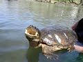 See Video