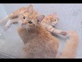 Our kittens brotherly love in motion Our kittens brotherly love in motion