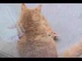 Our kittens brotherly love in motion