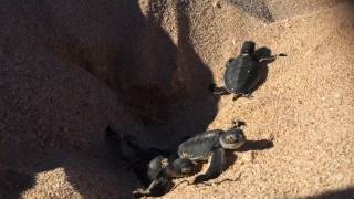 day two on Ningaloo :)
