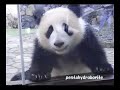 PANDA Twin cub, Aihin and Meihin