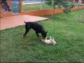 DOBERMANN BVLGARI e GOLDEN VICTÓRIA DOBERMANN BVLGARI e GOLDEN VICTÓRIA