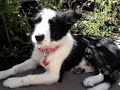 Border collie * UNI *