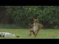 Squirrel playing football