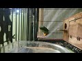 Lovebird Joget Jaran Goyang Sampai Keluar.