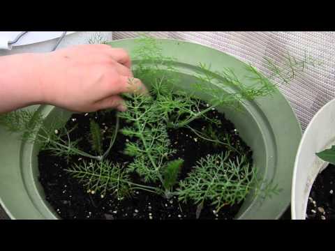 how to plant fennel