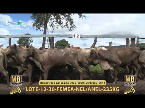 543� LEIL�O VIRTUAL MB LEIL�ES