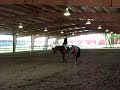 Select Version 2004 AQHA Gelding Select Version 2004 AQHA Gelding