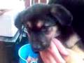 videos de Foxy!