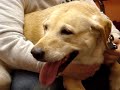 Marquette County Humane Society-Yellow Lab Sadie