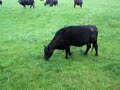 fat cow