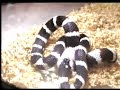 KASSANDRA SERPIENTE REY CALIFORNIANA KASSANDRA SERPIENTE REY CALIFORNIANA