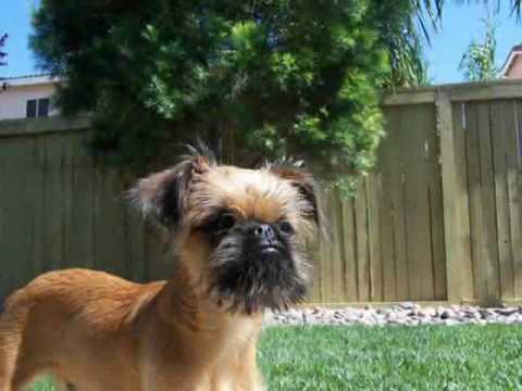 Arnie Boy (Brussels Griffon)