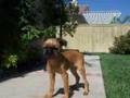 Brussels Griffon video