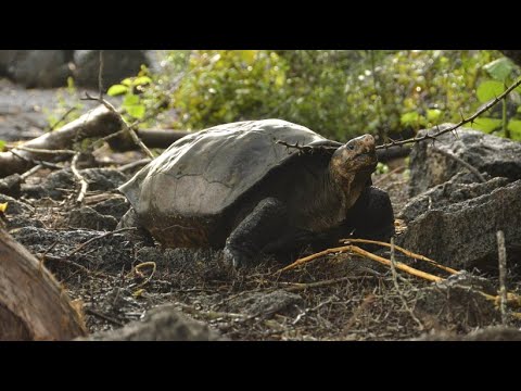 Galapagos Inseln: Riesen-Schildkröte ist doch nicht a ...