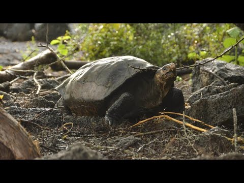 Galapagos Inseln: Riesen-Schildkrte ist doch nicht ...