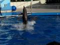 videos de Zoo Barcelona - Demos Casio FH20