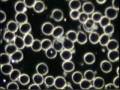 videos de Blood Cell Analysis (English Version) - Colombe Gauvin