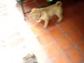 LILA la sharpei de Jimena nos visita  1