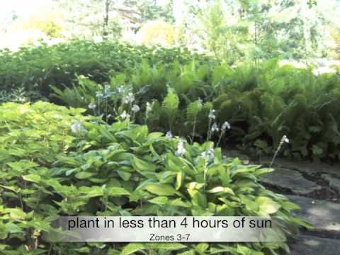 how to transplant rabbit's foot fern