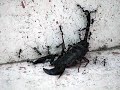 SCORPIO SCORPIO