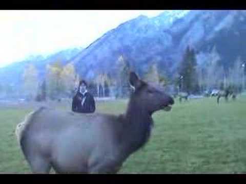wapiti 2  banff, alberta