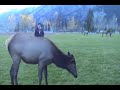 wapiti 2  banff, alberta