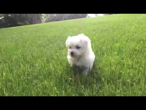 Bentley love the grass