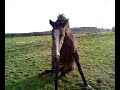 Dancer Rolling