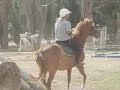 2008 horse