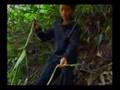 Hmong Jungle Survived on Roots (Laura Lo Xiong)