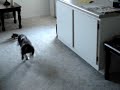 harper springer spaniel puppy harper springer spaniel puppy