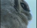 WILDEARTH DJUMA GIANT EAGLE OWL WILDEARTH DJUMA GIANT EAGLE OWL